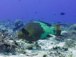 Rainbow Parrotfish IMG 4713